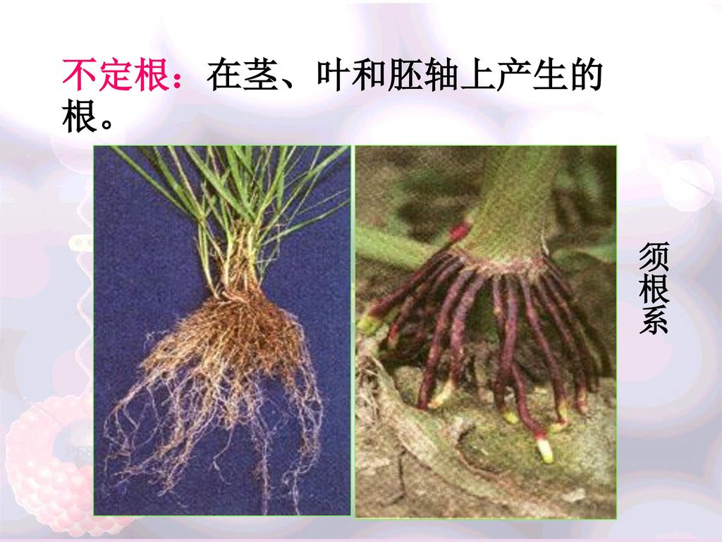 2.2 被子植物的器官,系统 植物营养器官的形态和结构 根